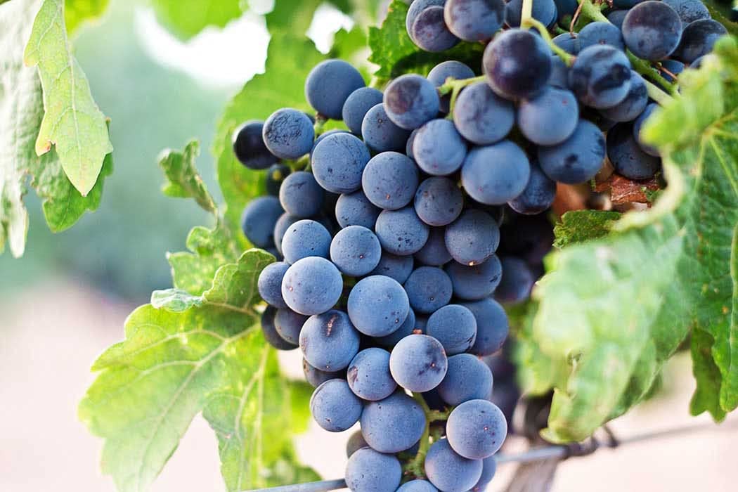 Luvit & Lumoè | Nero di Troia IGT Puglia| Italienischer Rotwein | Bag in Box | 2 X 5 Liter = 13 Flaschen