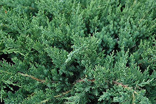 American Plant Exchange Parsoni Juniper Indoor/Outdoor Air Purifier Live Plant, 3 Gallon, Evergreen #TOP1