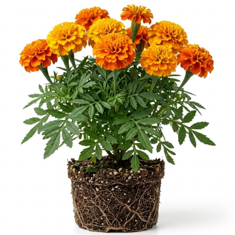 French Marigold Live Plants 4-6 Inch Colorful Flowering Marigold Plants in Soil No Pot Easy Garden Bedding Flowers for Outdoor Planting