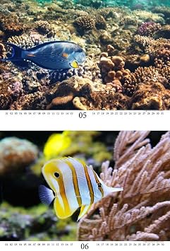 Underwater Magic DIN A3 Calendar – Perpetual Calendar Underwater – Soul Magic