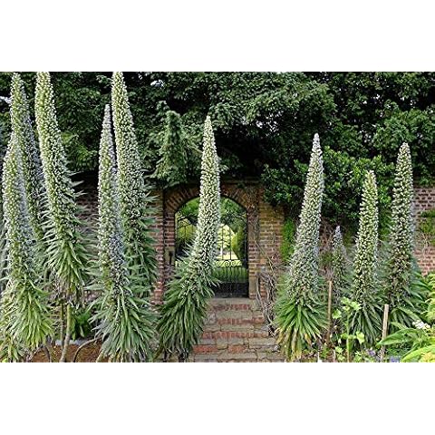 Echium Snow Tower Seeds - Rare White Flowers Cover