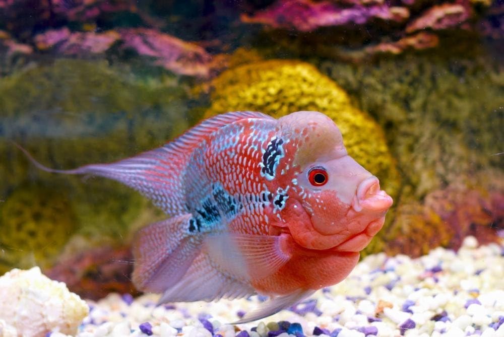 Wallmonkeys Flowerhorn Cichlid Fish Wall Decal Peel and Stick Graphic WM12467 (24 in W x 16 in H)