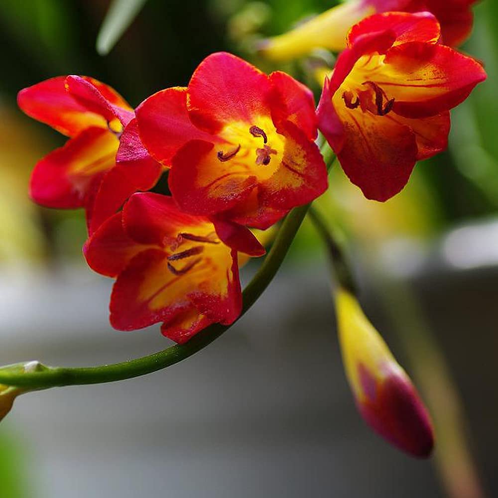 10pcs Rode Freesia Bollen Gele Kern Meerjarige Bloembollen Potplanten Bollen Trekken Bijen Vlinders Versieren Bloembedden Grenzen