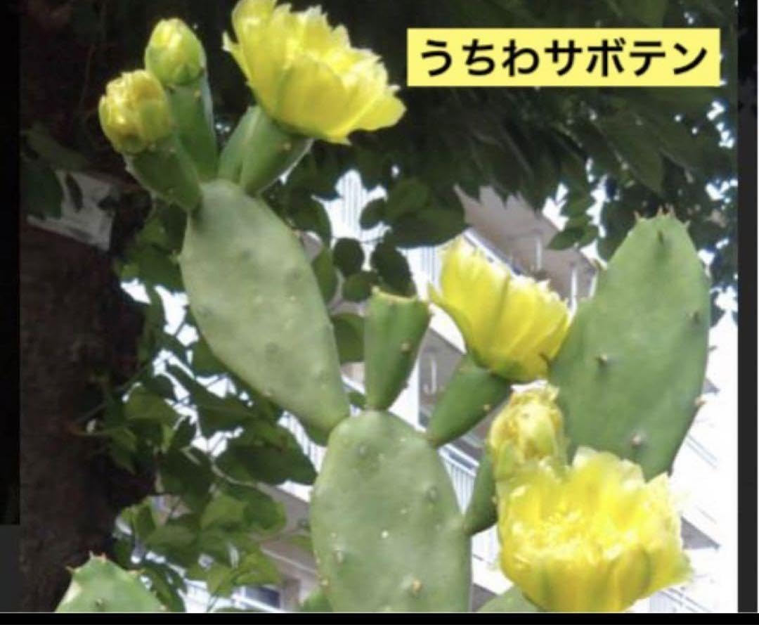 Amazon.co.jp: 多肉植物 サボテン うちわサボテン ウチワサボテン 団扇