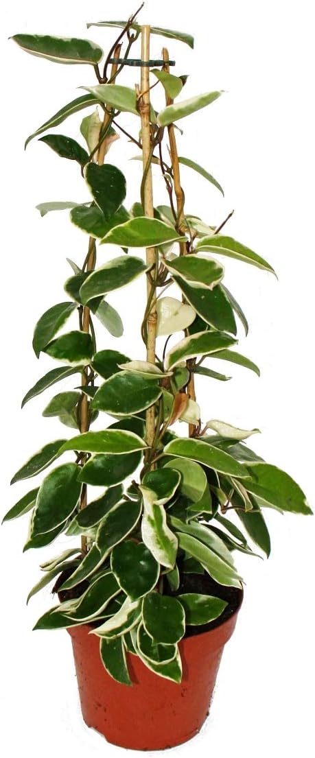 Hoya carnosa - Porcelain flower - Wax flower - 17cm Pyramid
