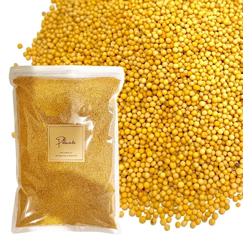 CG[}X^[hV[h 1kg e Ɩp Y ChY Iʕi XpCX n[u h 