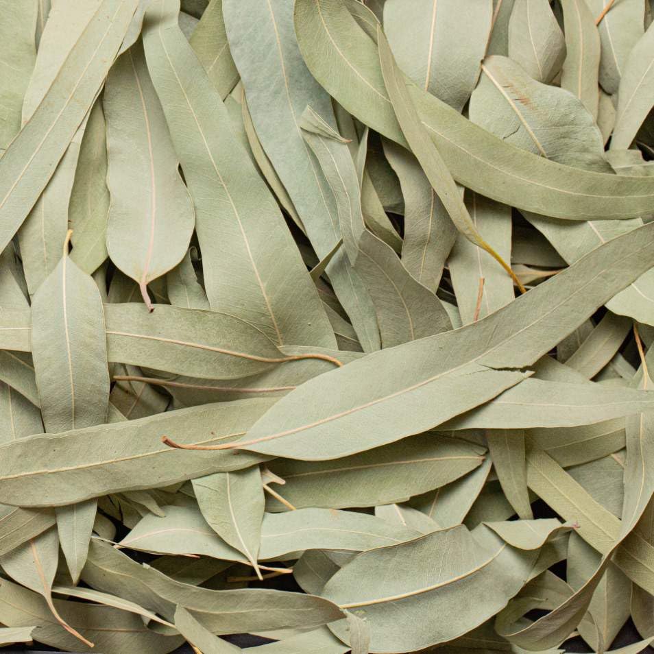 Dried Eucalyptus Leaves | gum trees | stringybark trees | యూకలిప్టస్ | Neelagiri Aaakulu - 100 grams 1