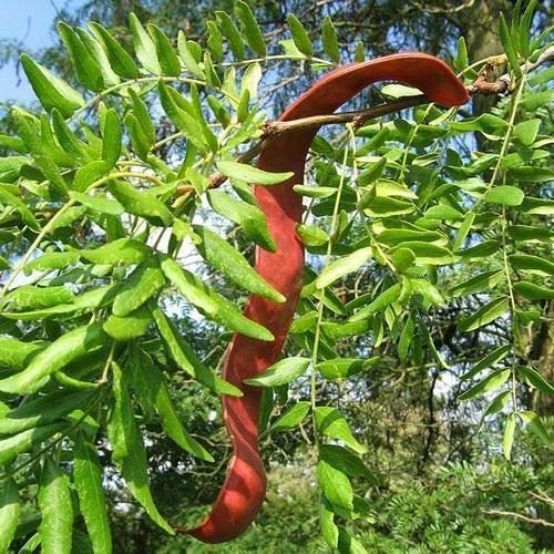 Chinese Honey Locust Tree Seeds (Gleditsia sinensis) 10+Seeds