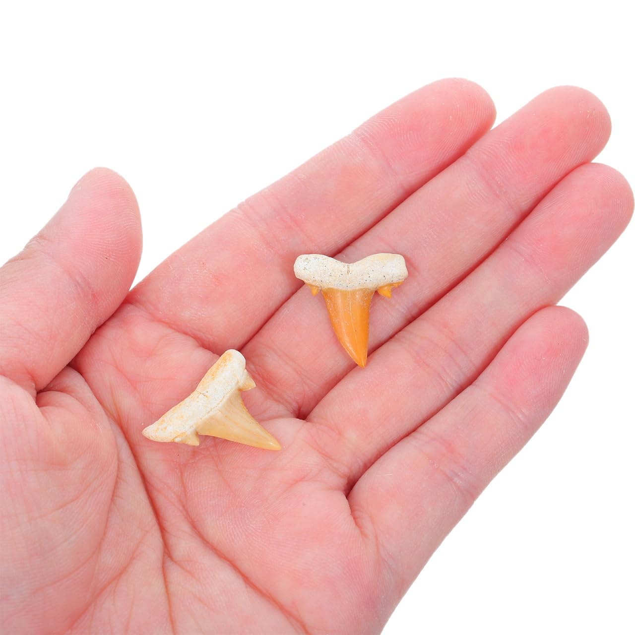 Amosfun 5 Piezas Fósil de Diente de Tiburón Real para Colección Científica con Detalles Naturales para Educación y Exhibición