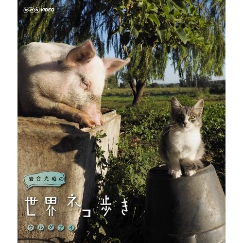 Amazon.co.jp: 岩合光昭の世界ネコ歩き ウルグアイ ブルーレイ【NHK