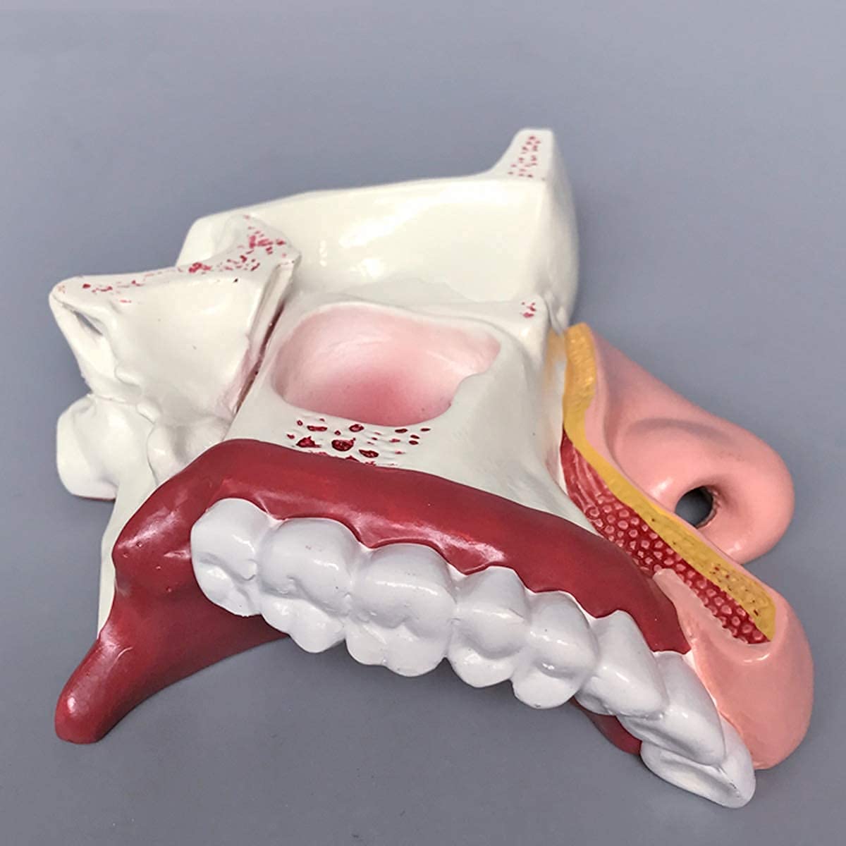 Montaż Anatomicznego Kształtu Nosa Anatomii ENT Model Anatomii Dla Modelu Nauczania Nauki, Wielobarwne Materiały Dydaktyczne Do Szkoły, Edukacji