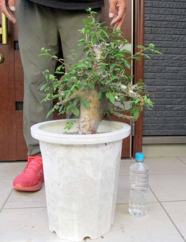 【現品】【発根済】コミフォラ・アフリカーナ 　10号　R5番 現品】 【発根済】 コミフォラ・アフリカーナ 10号 R5番 大型発根済