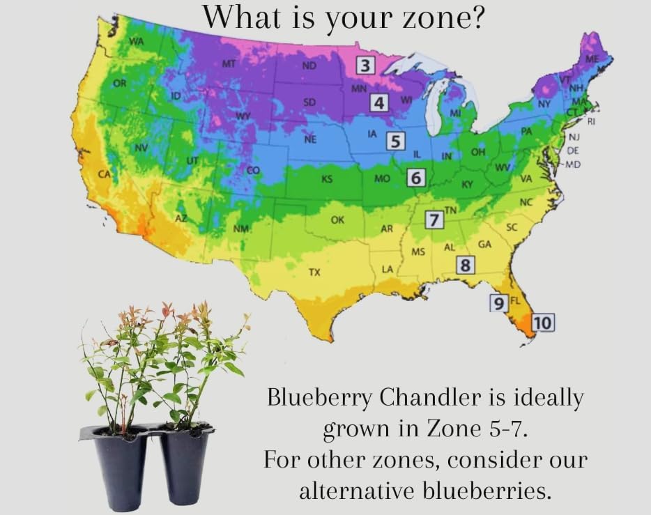 Vaccinium corymbosum ‘Chandler’ Blueberry Live Plants – 2 Pack – Edible Fruit Bearing Berry Bush – Container Grown Nursery propagated Plants