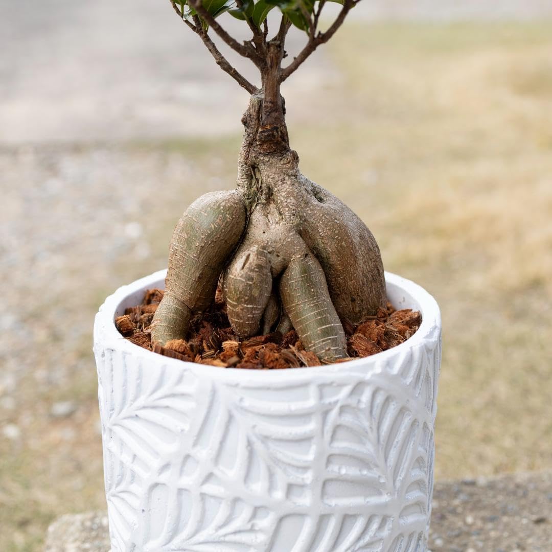 かごつき】 男前インテリア 棚 ×2台 植物 多肉植物 インダストリアル