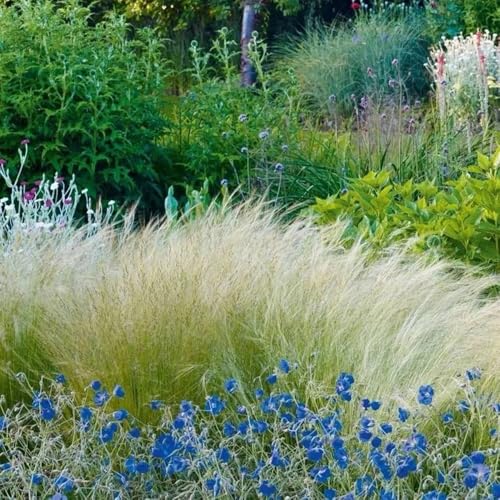 Semillas resistentes de hierba de plumas, semillas exóticas Stipa tenuissima, plantas de invierno para exterior Plantas resistentes al exterior. Las plantas perennes son plantas 300pcs