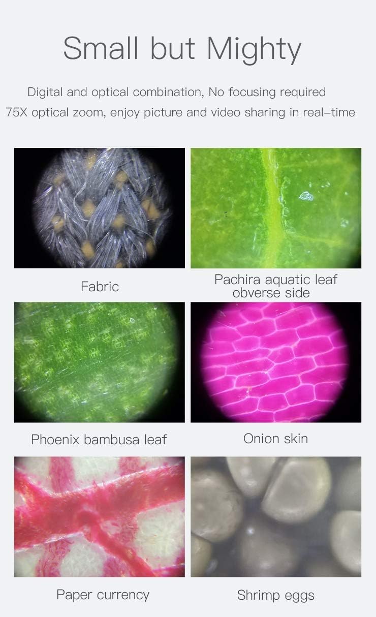 Exampngaphansi kwe-microscopic views captured with the Supereyes S003, including fabric, leaves, onion skin, paper currency, and shrimp eggs.