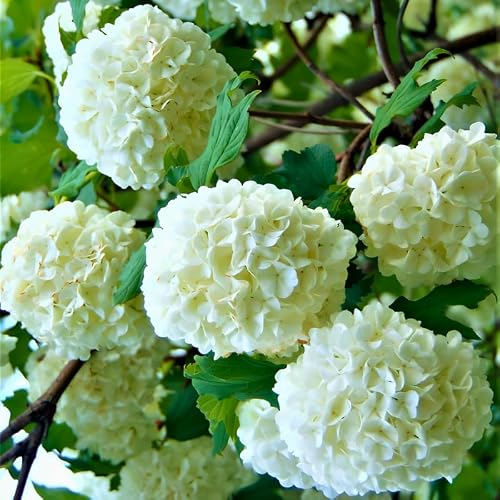 Japanese Snowball Viburnum Bare Root