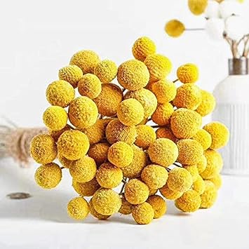 25Pcs Natural Dried Flowers Yellow Craspedia Billy Balls Bouquet Large Buttons Dried Flowers for DIY Flower Arrangements Photo Props DIY Wedding Home Tall Vase Decor