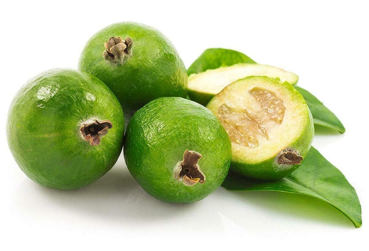 Feijoa "Acca sellowiana" Guayabo del Brasile pianta in vaso ø18 cm h 50/60 cm Foto Reale Vivaio di Castelletto