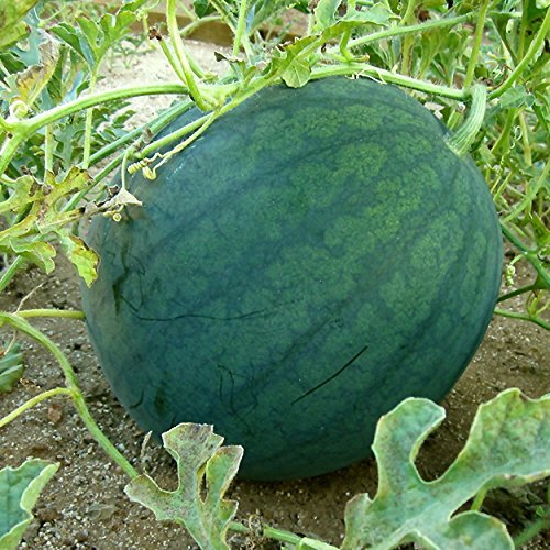 Biocarve Seeds Watermelon Seed - Pack of 50 seeds (B09Q35XLZF) Amazon Price History, Amazon Price Tracker