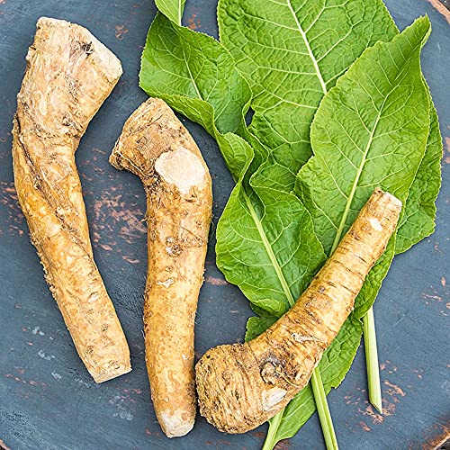 Hybrid Horseradish Bare Root Plants, Produces Big Crops of Smooth Roots, Includes 5 Roots per Offer - Thumbnail 2