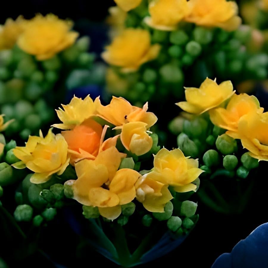 See full amazon price history chart for SEILOZBUNIA FARM - All time beautiful special variety live yellow kalanchoe flower plant || outdoor flower tree plant for home garden plant (pack of 1) SEILOZBUNIA FARM - All time beautiful special variety live yellow kalanchoe flower plant || outdoor flower tree plant for home garden plant (pack of 1) (B0CWYN68JJ) Amazon Price History, Amazon Price Tracker