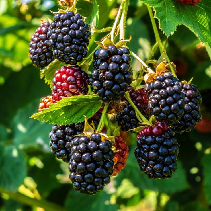 Blackberry live fruit plant Rear Xotic Grafted Variety Healthy live plants All India Weather Suitable Pack of 1 (Fruit After 1 Year)-image-19