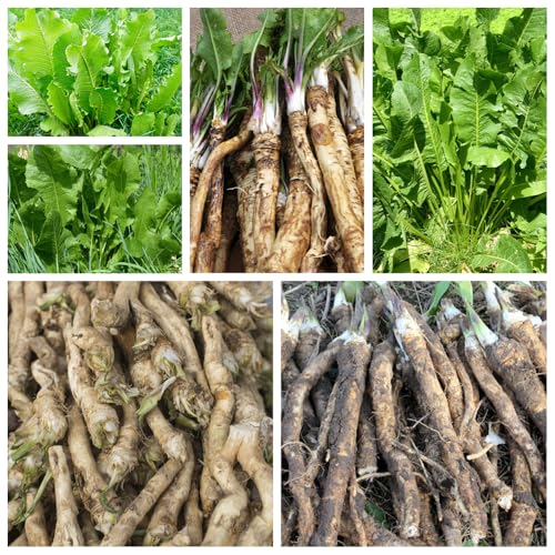 semi di rafano resistenti - giardino varietà antiche balcone 120pcs