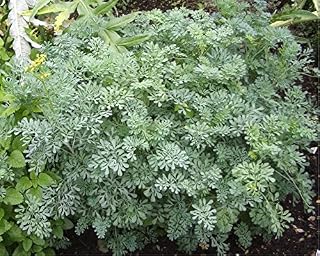 Garden Rue (Ruta Graveolens L.) Flower Plant Seeds, Perennial Evergreen Heirloom