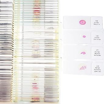 100pcs HM Histology Prepared Slides for Medical Teaching Export Standard