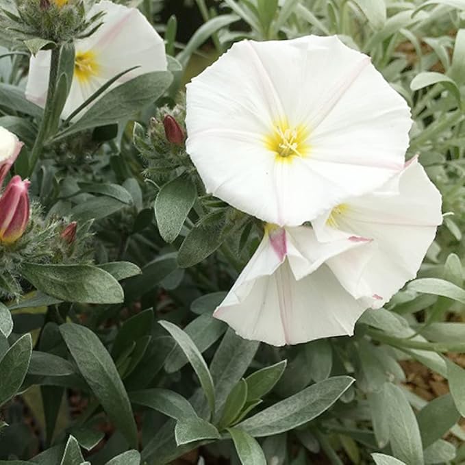 Amazon Co Jp コンボルブルス クネオルム 5号鉢 品種で選べる花苗 1個売り 学名 Convolvulus Cneorum ヒルガオ科 セイヨウヒルガオ属 常緑小低木 原産地 地中海沿岸 別名 スノーエンジェル 西洋ヒルガオ コンボルブルス クネオルムは 白花とシルバーリーフが