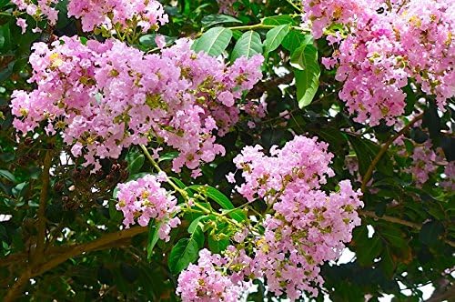Miniatura 3 de Mameluco de fiesta rosa de gran tamaño de la marca Basham 2-4 pies de altura cuando se envía mármol madres 30 pies 1 árbol delicado rosa claro bien