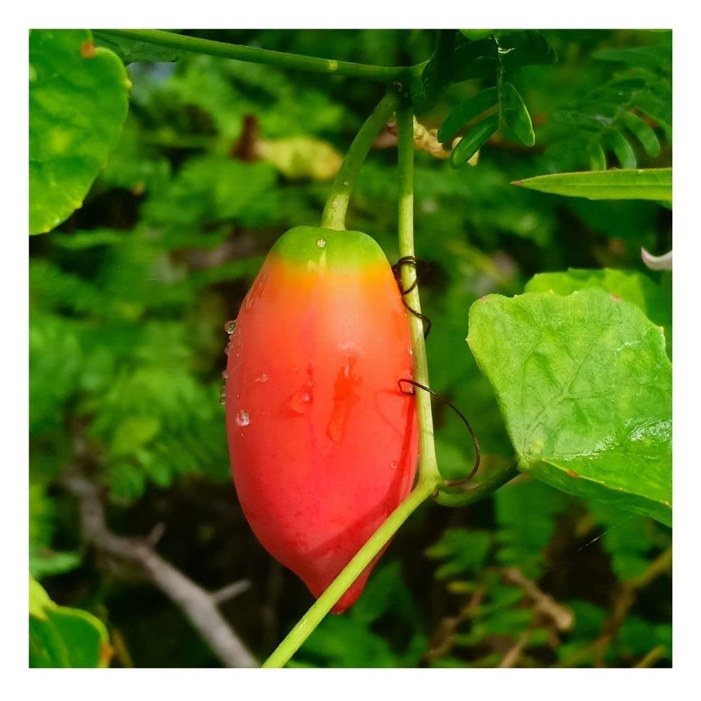 Ivy Gourd/Coccinia Grandis Indica/Kundru/Tendli/Donda kaya Ornamental Wild Plant 30 Seeds (B0BSNTFMXX) Amazon Price History, Amazon Price Tracker