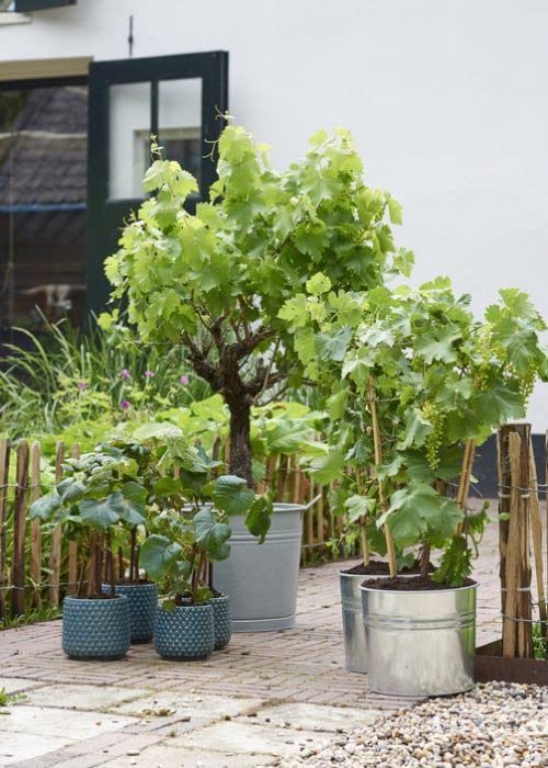 Mphmi Live Plant Nursery NCR Lives Plants Grape, Angoor (Grafted