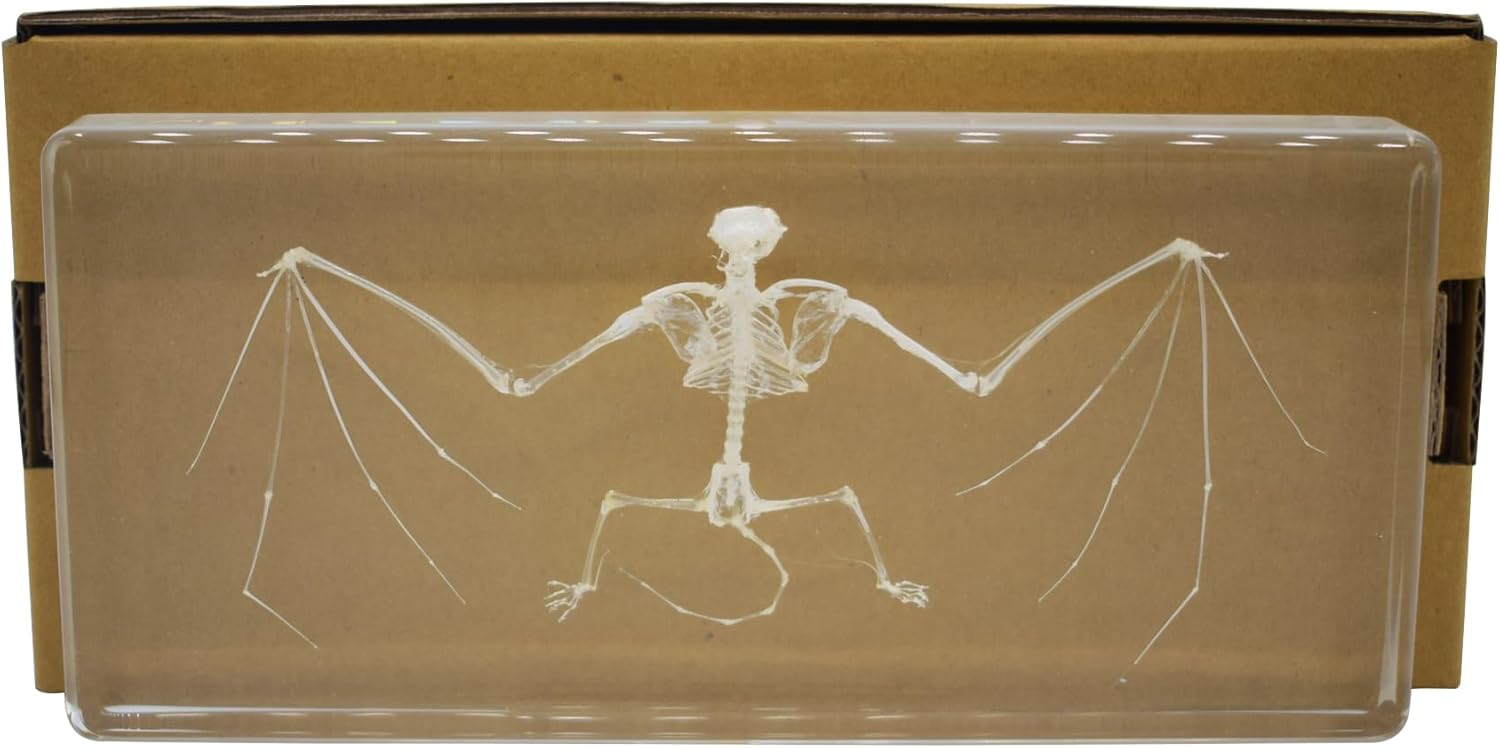 Taxidermy Bat Skeleton, Real Bat Skeleton Specimen Animal Specimens in Resin for Science Classroom Science Education (M (5.5 * 2.5 * 1 inch))