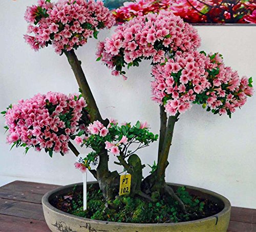 10 Japanische blühende Kirschblüten-Bonsai Samen, exotische und seltene Sakura Bonsai Samen – Bild 3