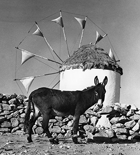 Mykonos Windmill Na Donkey With Its Legs Tied Standing Before A Windmill On The Island Of Mykonos In The Cylcades Greece Photograph By John Van Rolleghem Mid 20Th Century Poster Print By (18 X 24) #TOP30