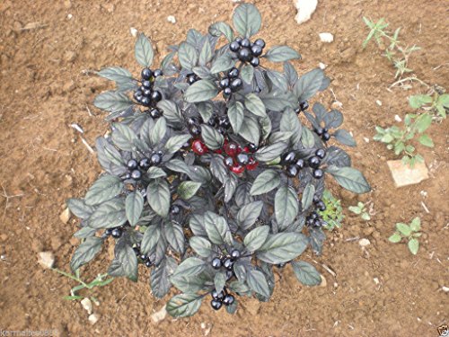 (1000) Black Pearl HOT Pepper SEEDSWHOLESALE
