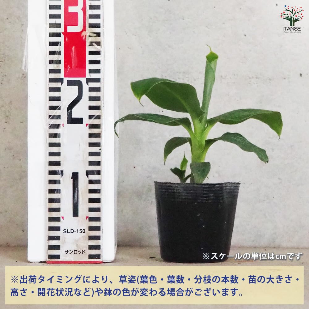 Amazon.co.jp: ITANSE バナナの苗木 ドワーフ モンキーバナナ