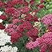 Garten-Schaf-Garbe Achillea millefolium 'Red Velvet' Staude winterhart im Topf gewachsen