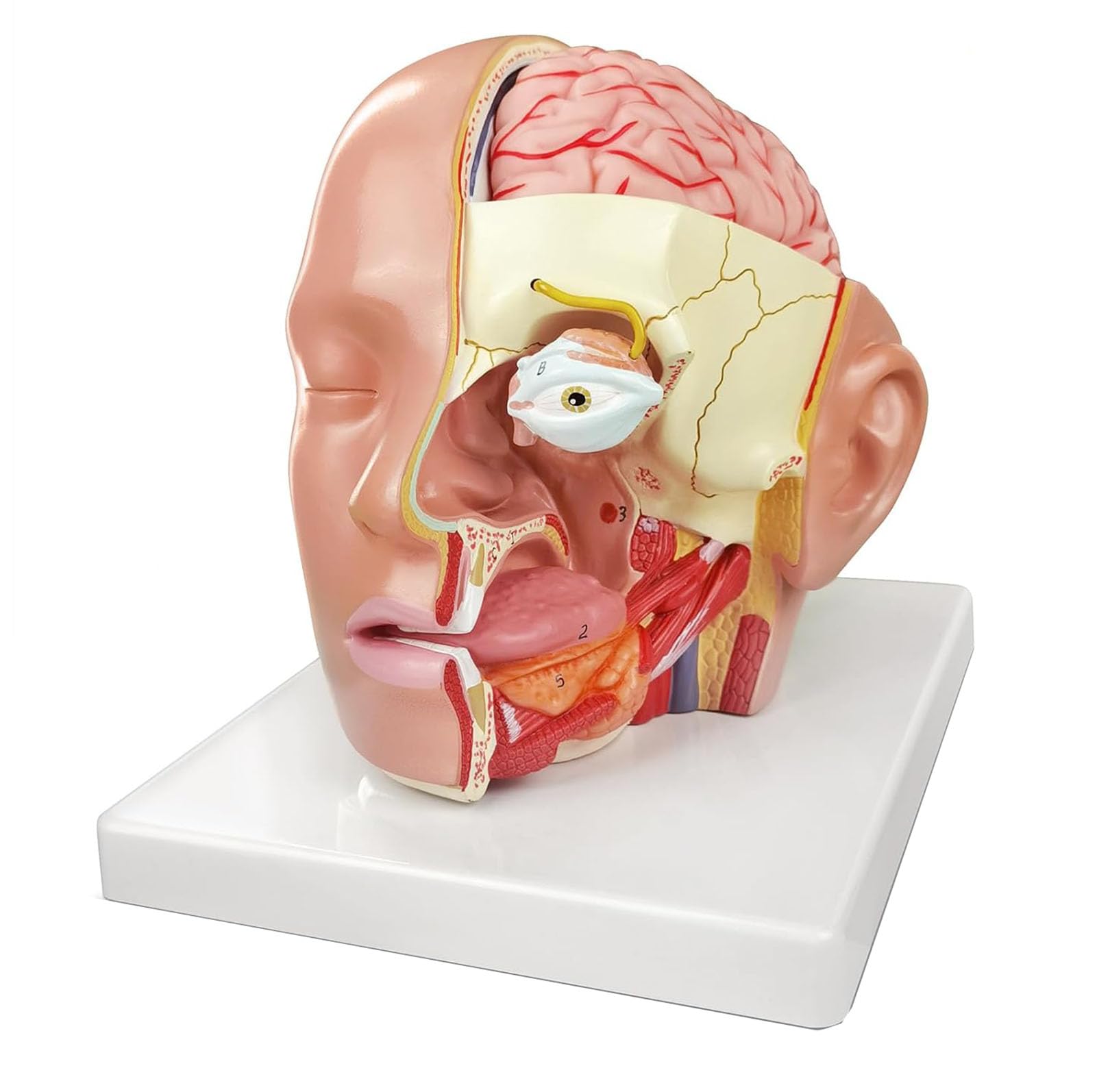 GTHTUHFD Human Anatomy Skull Brain Artery Anatomy Model, Mid- Cross Section Model, Anatomy Model Brain Artery Model, Detachable Parts For Teaching
