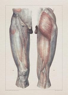 Anatomy LEG KNEE MUSCLE print SRA3 12x18 conqueror laid paper