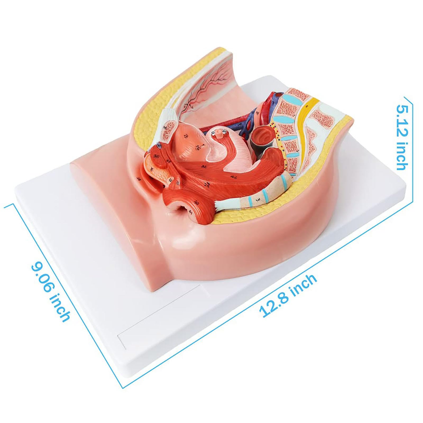 Model Anatomii Reprodukcyjnej Żeńskiej Miednicy, Naturalny Rozmiar Modelu Miednicy, 2 Części Miednicy Narządów Z Mięśniami, Moczem