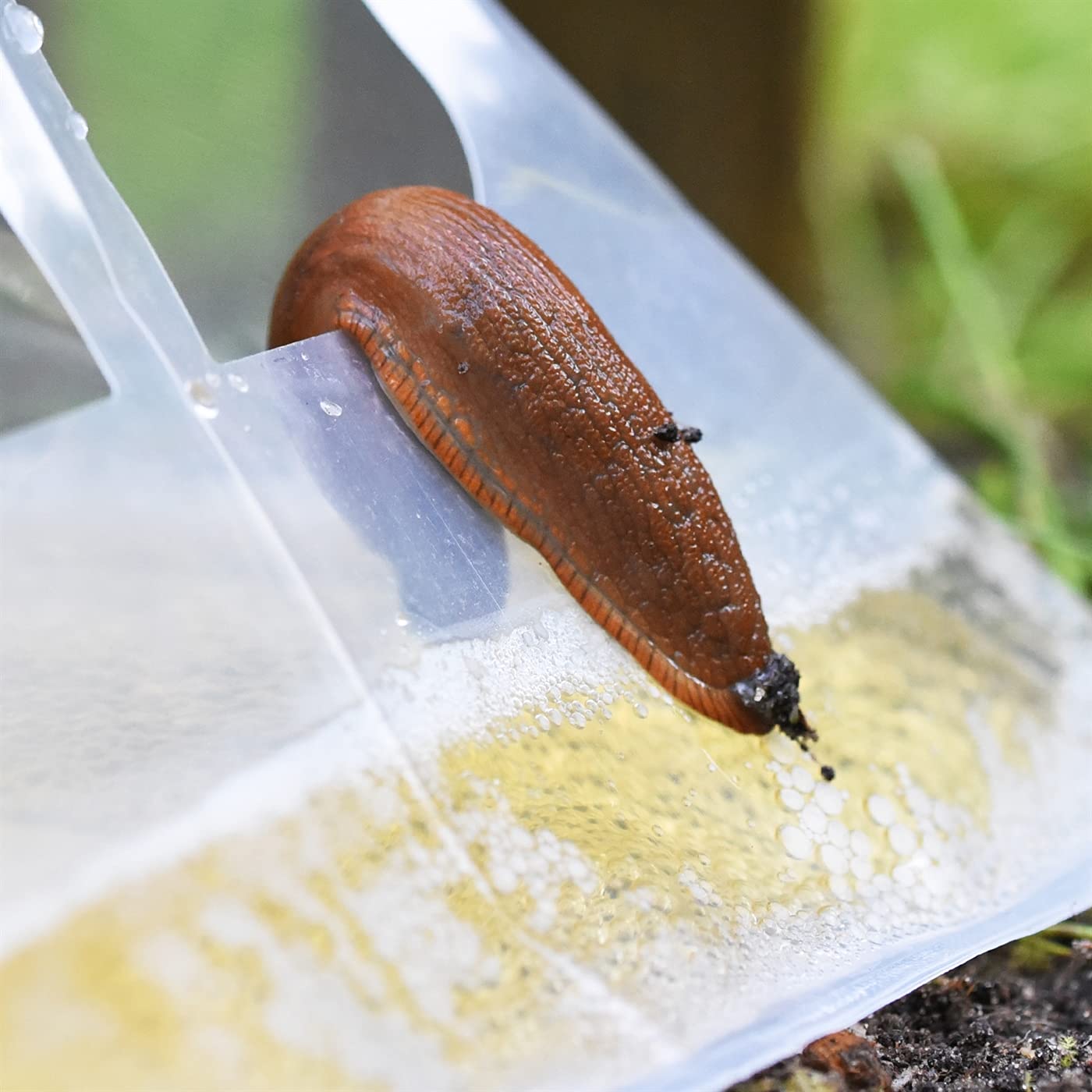 VOSS.garden 20x piège à limaces Slug Ex, Combattre Les limaces, piège à bière, piège à limaces Bio