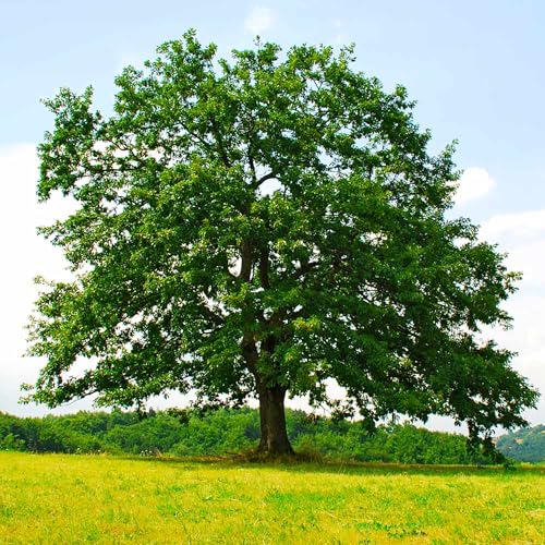 Brighter Blooms - Northern Red Oak Tree, 5-6 ft. - No Shipping to AZ, CA, FL, LA, OR - Thumbnail 4