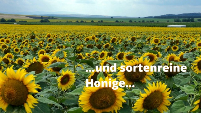 Bio-Lindenblüten-Honig von ImkerPur, 1 kg, im wiederverw. Vorratsglas, naturbelassen, fein-fruchtig, mit einer erfrischenden Zitronen-Note (Bio, 1 kg) – Bild 8