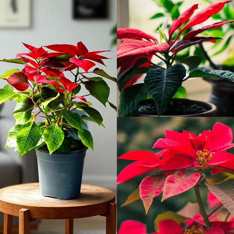 Red (Euphorbia Pulcherrima) Succlent For Terrarium Live Plant (Pack of 1 Live Plant)-image-38
