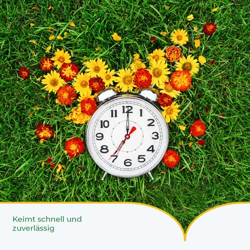 Foto von Rasensamen Schnellkeimend für Sport und Spiel - 1 kg - Rasensamen für Robusten und Widerstandsfähigen Rasen - Rasensaat zur Ansaat und Nachsaat Spielrasen - Premium Schnell Wachsende Grassamen