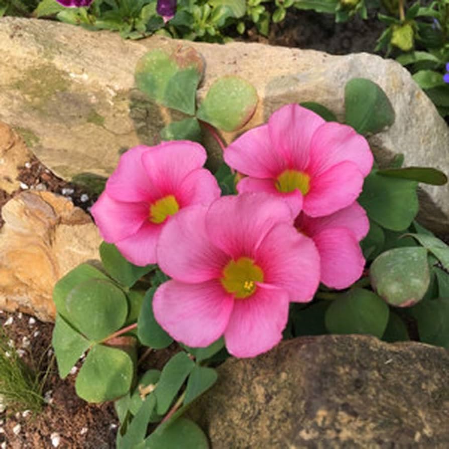 Live Green Oxalis Bulbs For Home Garden (Pink 2pcs)