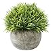 Leyaron Mini Plastic Fake Green Grass Small Artificial Potted Plants for Home Decor and Office